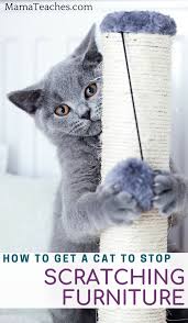 How To Get Cats To Stop Scratching Furniture Mama Teaches Cats Scratching How To Get