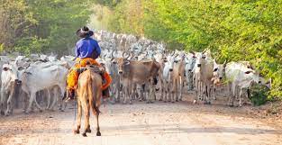Paraguay tourism paraguay hotels paraguay bed and breakfast. Paraguay Bauernhofurlaub De