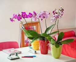 Resultado de imagen de decoracion interiorismo orquideas