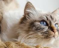 Meet the Birman Cat: Personality, Grooming, and Health ...