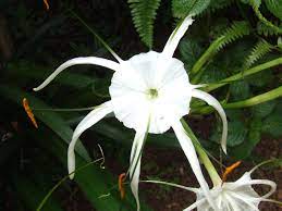 Wild West African Lily African Lily Lily Flowers