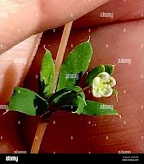 Image result for Molluginaceae