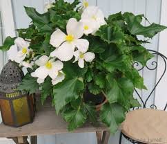 'red tempest' begonia (begonia semperflorens). Tuberous Begonias The Garden Website Com
