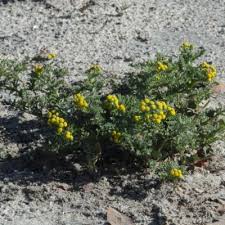 Image result for Grangea