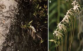 Image result for Rangaeris