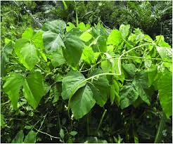 Image result for Mucuna pruriens