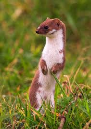 Wuhlmause Bekampfen So Werden Sie Die Plagegeister Los Wilde Tiere Tiere Marder Im Garten