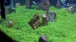 Java fern merupakan tanaman yang paling sering anda temui dan juga mudah di dapatkan untuk dijadikan tanaman penghias akuarium air tawar. Jenis Tanaman Hidup Untuk Aquarium Air Tawar Dan Perawatan Mudah Ilmubudidaya Com