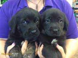 These puppies do not come with pedigree papers*. Labrador X Retriever Black Puppies At Puppy Shack Brisbane