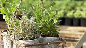 We did not find results for: How To Arrange Herbs In Containers At Home With P Allen Smith Youtube