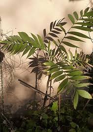 Image result for Chamaedorea microspadix