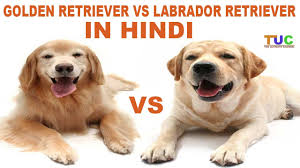 Difference Between Golden Retriever And Yellow Labrador Retriever Dogs Breeds And Everything About Our Best Friends
