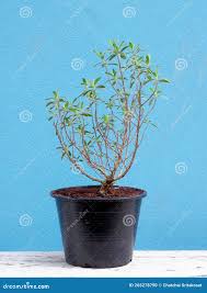 Image result for Pemphis