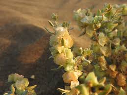 Image result for Celosia stuhlmanniana