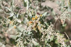 Image result for Rhagodia