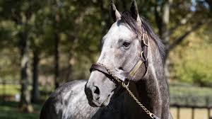 Record-Earning Champion Arrogate Dies At Age 7 - Paulick Report | Latest  news and commentary from the horse racing and equine world