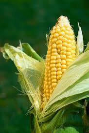 Pin On Vegetables