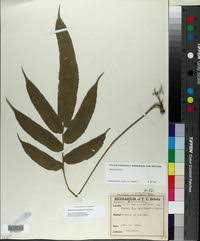 Image result for Amauropelta bergiana