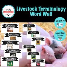 Livestock Worksheets Teaching Resources Teachers Pay Teachers
