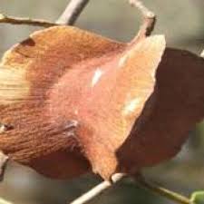 Image result for Cordia mukuensis