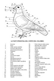Lo stomaco è l'organo che riceve dall'esofago il cibo introdotto attraverso la bocca. Anatomia Del Colombo Pagina 2