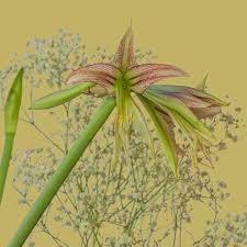 Image result for Scadoxus cinnabarinus