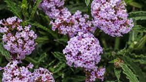What a beautiful way to add height and color to the landscape, or to larger containers. We Love Meteor Shower Verbena Horticulture