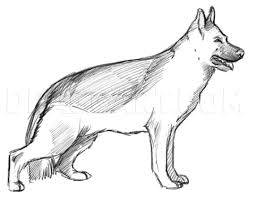 There are no two ways about it. How To Draw A Realistic Dog Draw Real Dog Step By Step Drawing Guide By Dawn Dragoart Com