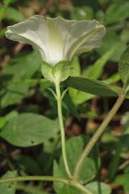 Image result for Hewittia