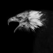 Black And White Eagle Tattoo Black Background Photo Bald Eagle Eagle Pictures Black Background Photography