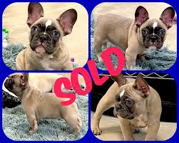 They almost cover the dog's whole body and provide them with better support. Full Throttle French Bulldogs Home Facebook