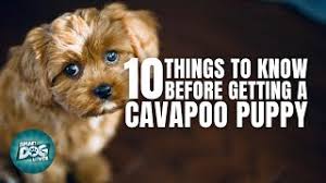 Find local cavapoo puppies in dogs and puppies in the uk and ireland. Cavapoo Characteristics Advice Cavoodle Cute766