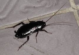 No matter where you live, you'll find unwanted pests in or around your home sooner or later. Have You Heard Of Oriental Cockroaches Accurate Pest Control Ny
