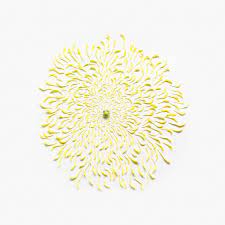 Exploded Flowers Thoughtful Photography Flowers Flowers Photography Chrysanthemum