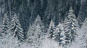 2560x1440 Snow Trees Forest Desktop Pc And Mac Wallpaper Mac Wallpaper Forest Wallpaper Snow Wallpaper Hd