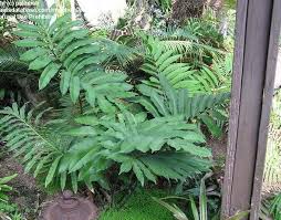 Image result for Stangeriaceae