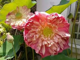 Image result for Isopyrum nipponicum