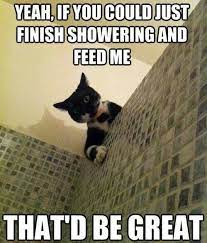 Sneaky Cat Funny Cat Pictures Funny Cat Memes Funny Animal Memes