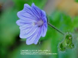Image result for Geranium bohemicum Orhcid Blue