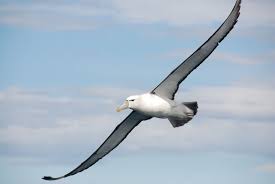 Elegant Albatross Hayvan Resim
