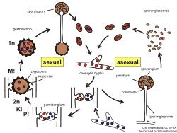 Image result for Zygotritonia