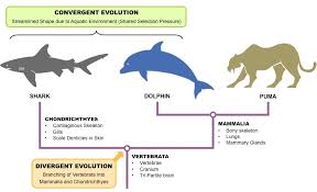 We did not find results for: Structural Evidence Bioninja