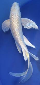 Butterfly Ginrin Yamabuki Koi Koi Fish Butterfly Koi Beautiful Fish