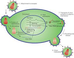 Image result for Integrase Strand Transfer Inhibitor