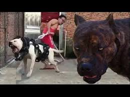Dunyanin En Guclu Pitbull Kopegi Youtube