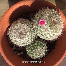 Most cacti have spines, which are modified leaves. Mammillaria Hahniana Old Lady Cactus Care And Propagation Succulent Plant Care