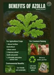 Image result for Azolla