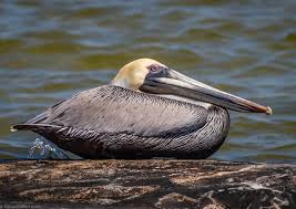 The Iconic Image Of A Pelican Is Generally All About Wingspan And All So Often Brings To Mind The Gawky Elegance Of A Pterodac In 2020 Pelican Photos Tree Hugger Photo
