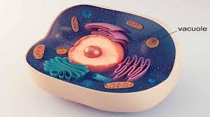Maybe you would like to learn more about one of these? Function Of Vacuoles In Animal Cells Along With Their Definition Characteristics And Types Netral News