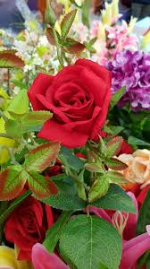 Pupuk dan sekop kecil telah disiapkan. Mawar Berduri Steemit